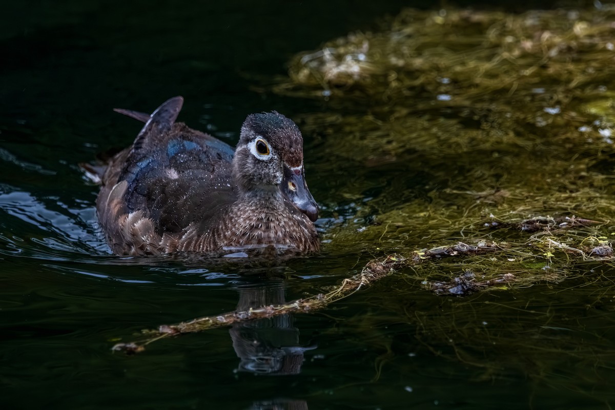 kachnička karolínská - ML645625745
