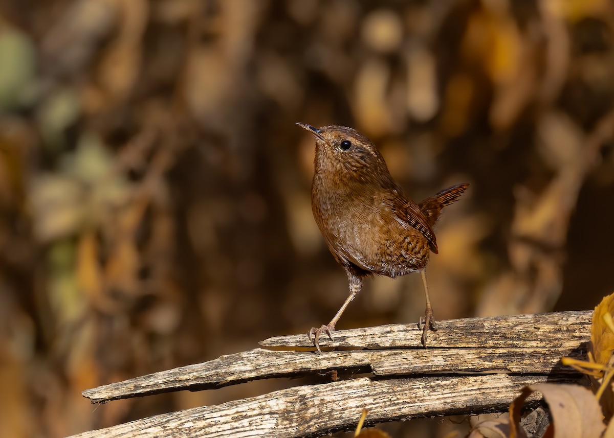 Pacific Wren - ML645625746