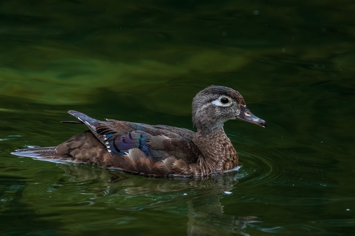 kachnička karolínská - ML645625747