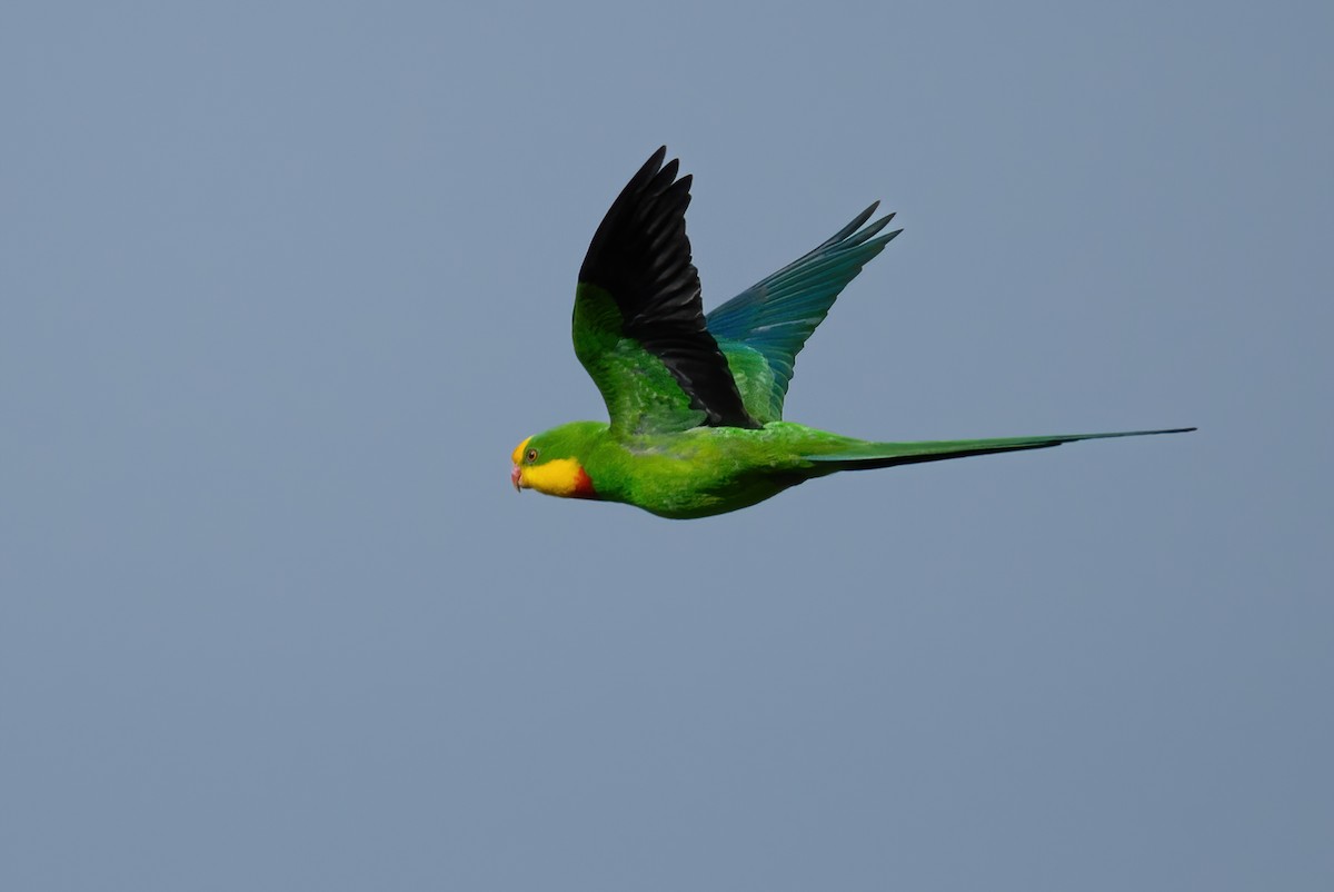 Superb Parrot - ML645625748