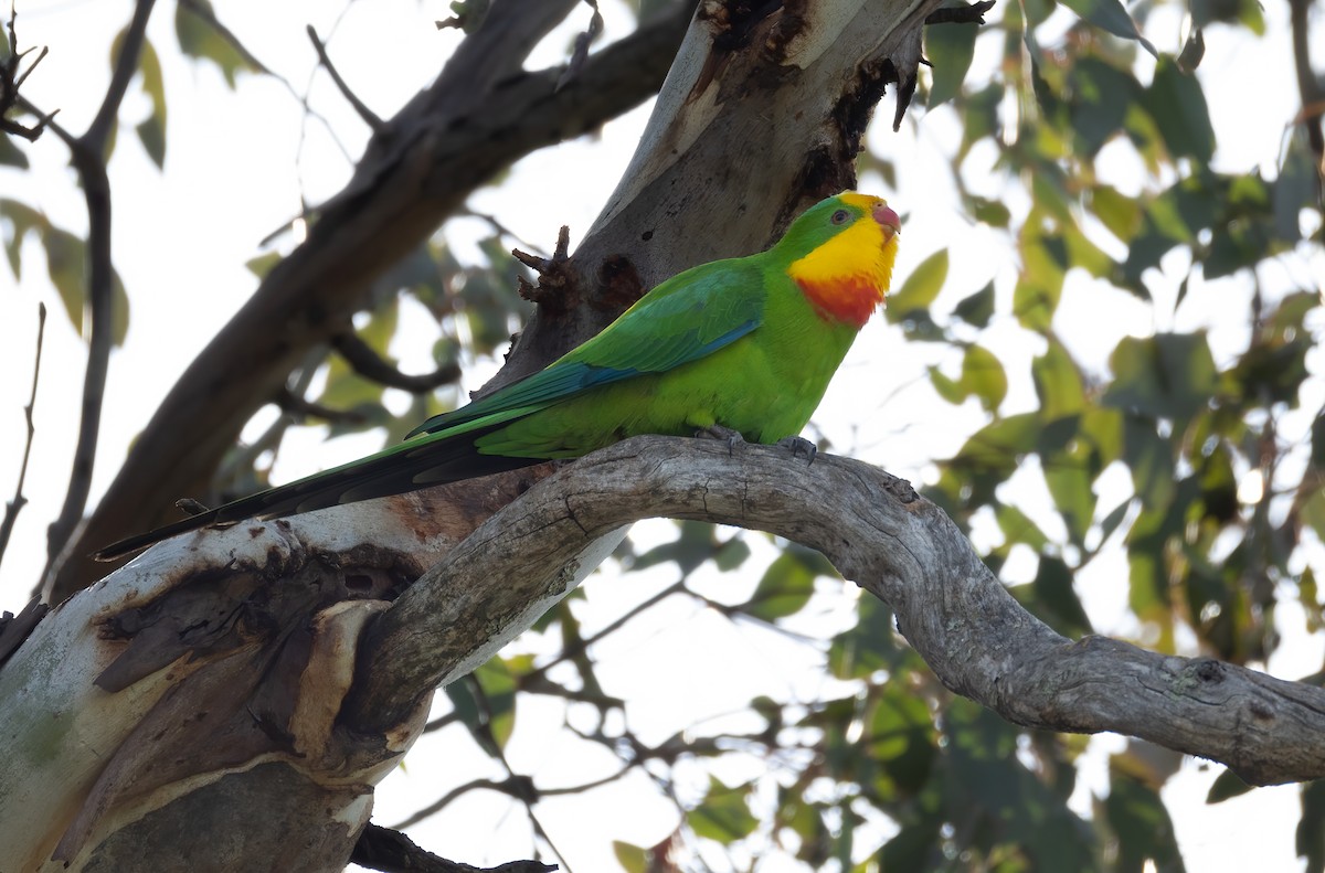 Superb Parrot - ML645625749