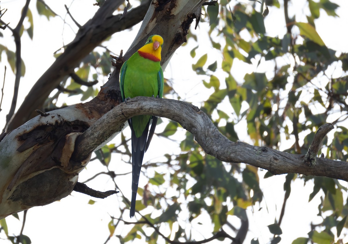 Superb Parrot - ML645625750
