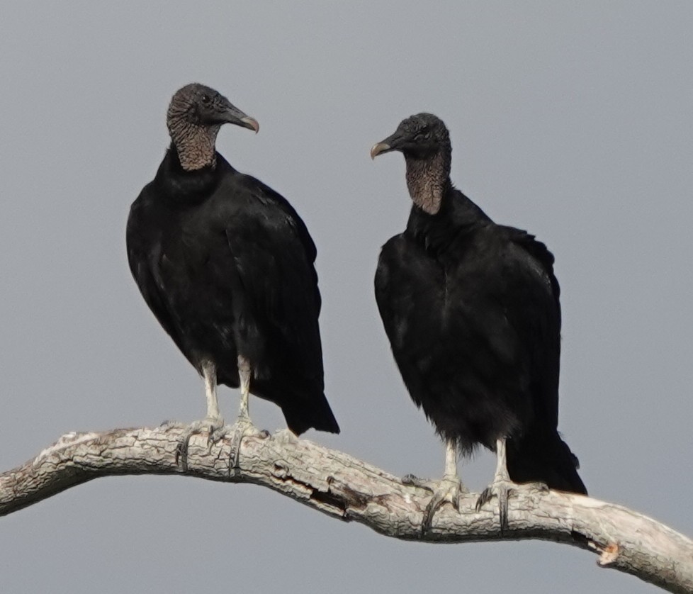 Black Vulture - ML645625754