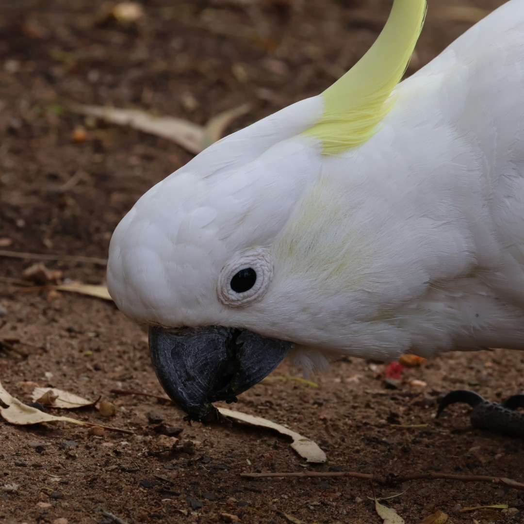 Sulphur-crested Cockatoo - ML645625758