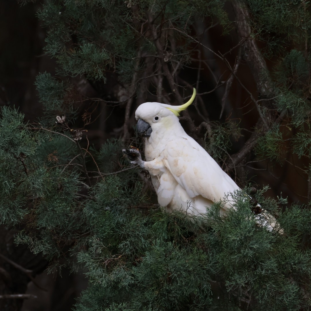 Sulphur-crested Cockatoo - ML645625759
