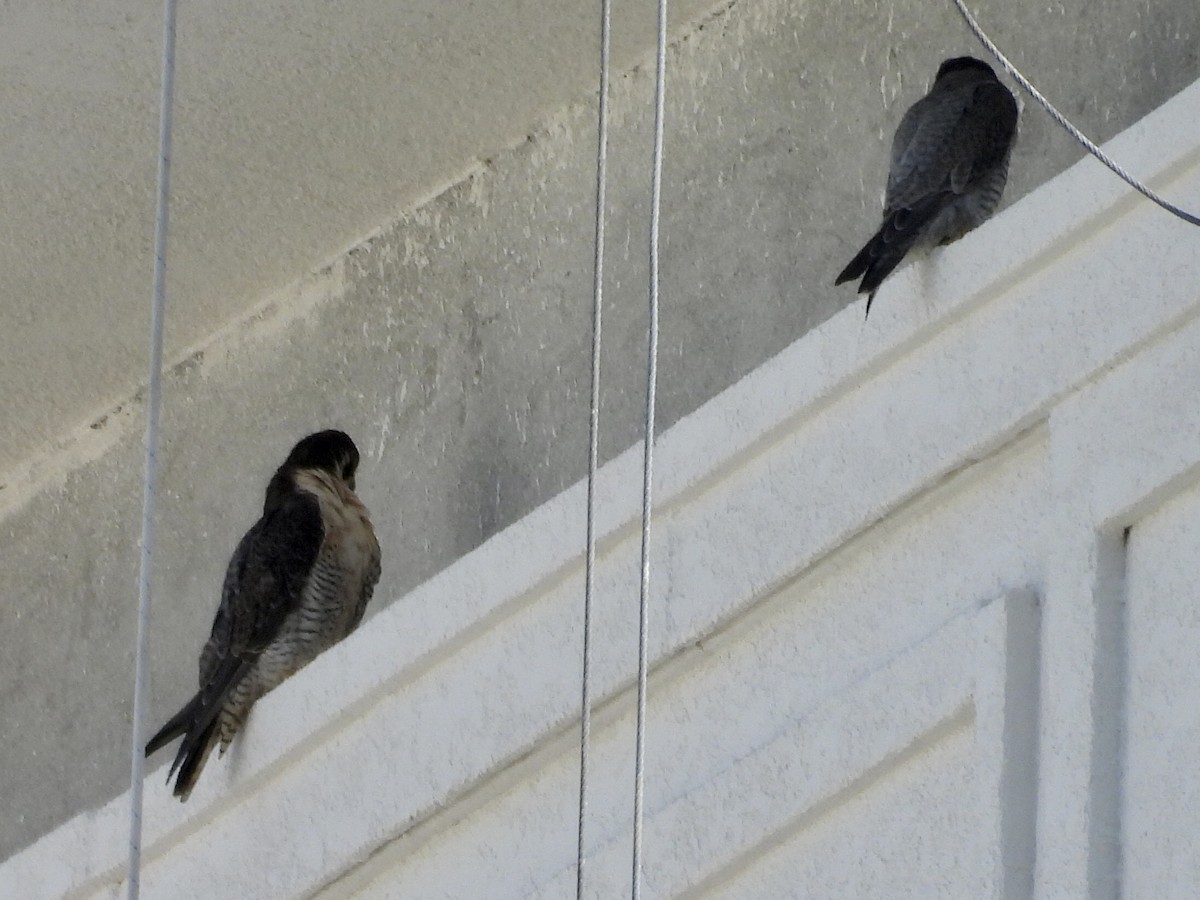 sokol stěhovavý - ML645625760