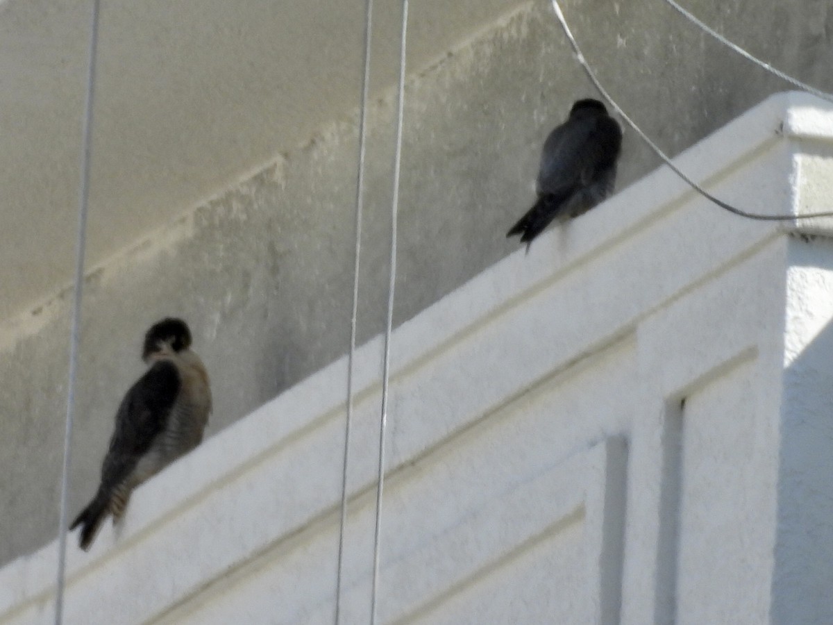 sokol stěhovavý - ML645625761