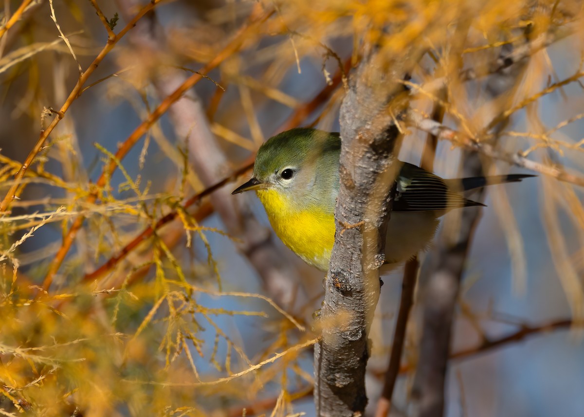 Northern Parula - ML645625770