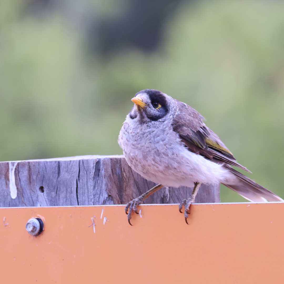 Noisy Miner - ML645625774