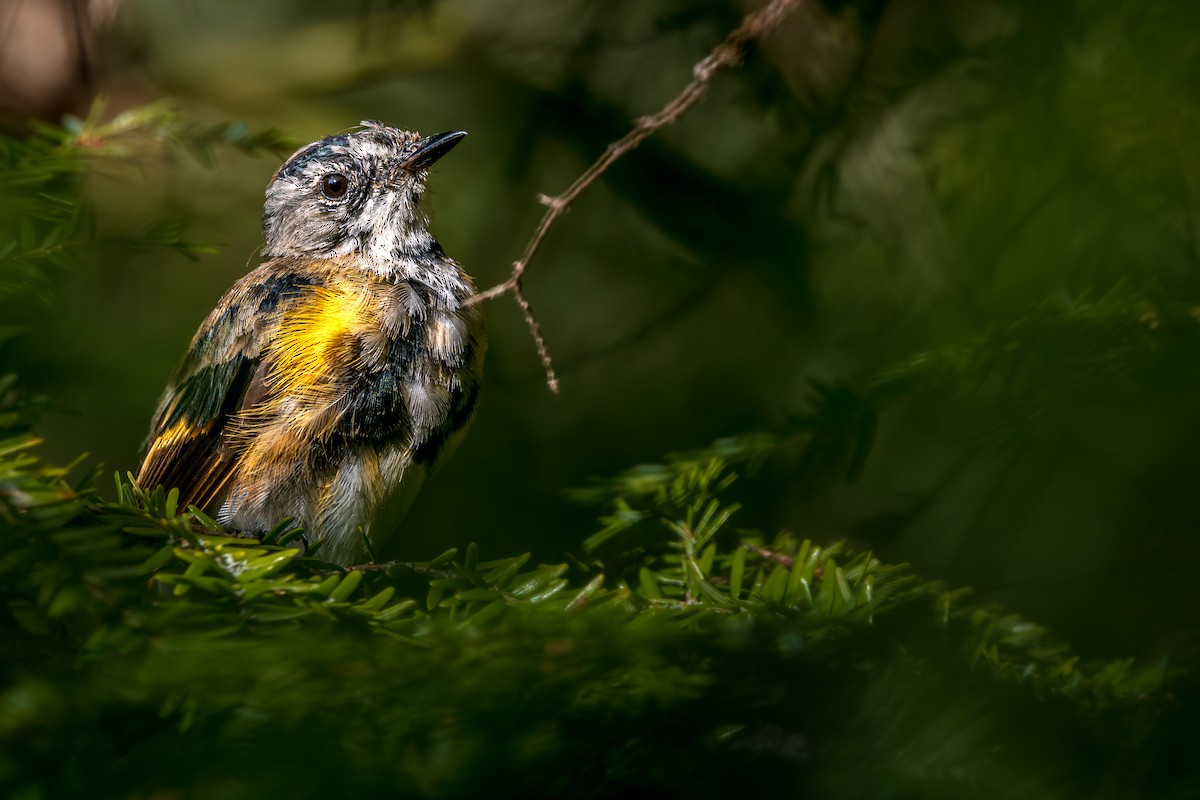American Redstart - ML645625775