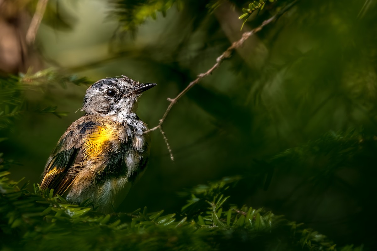 American Redstart - ML645625776