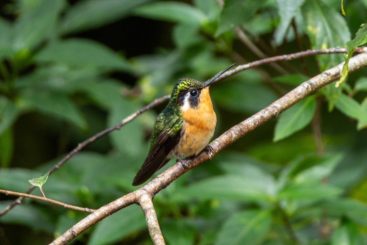 Purple-throated Mountain-gem - ML645625777