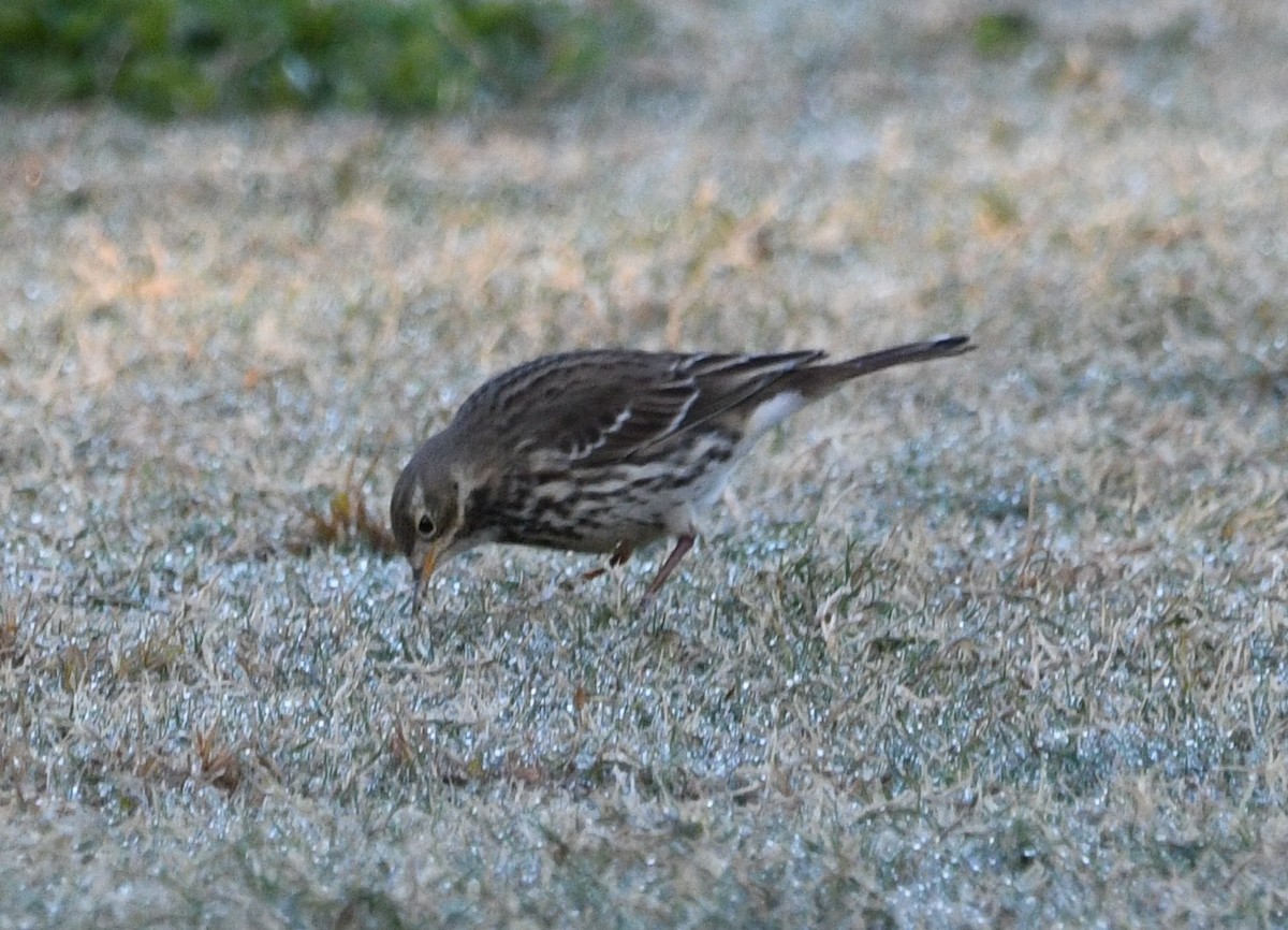 黃腹鷚 - ML645625781
