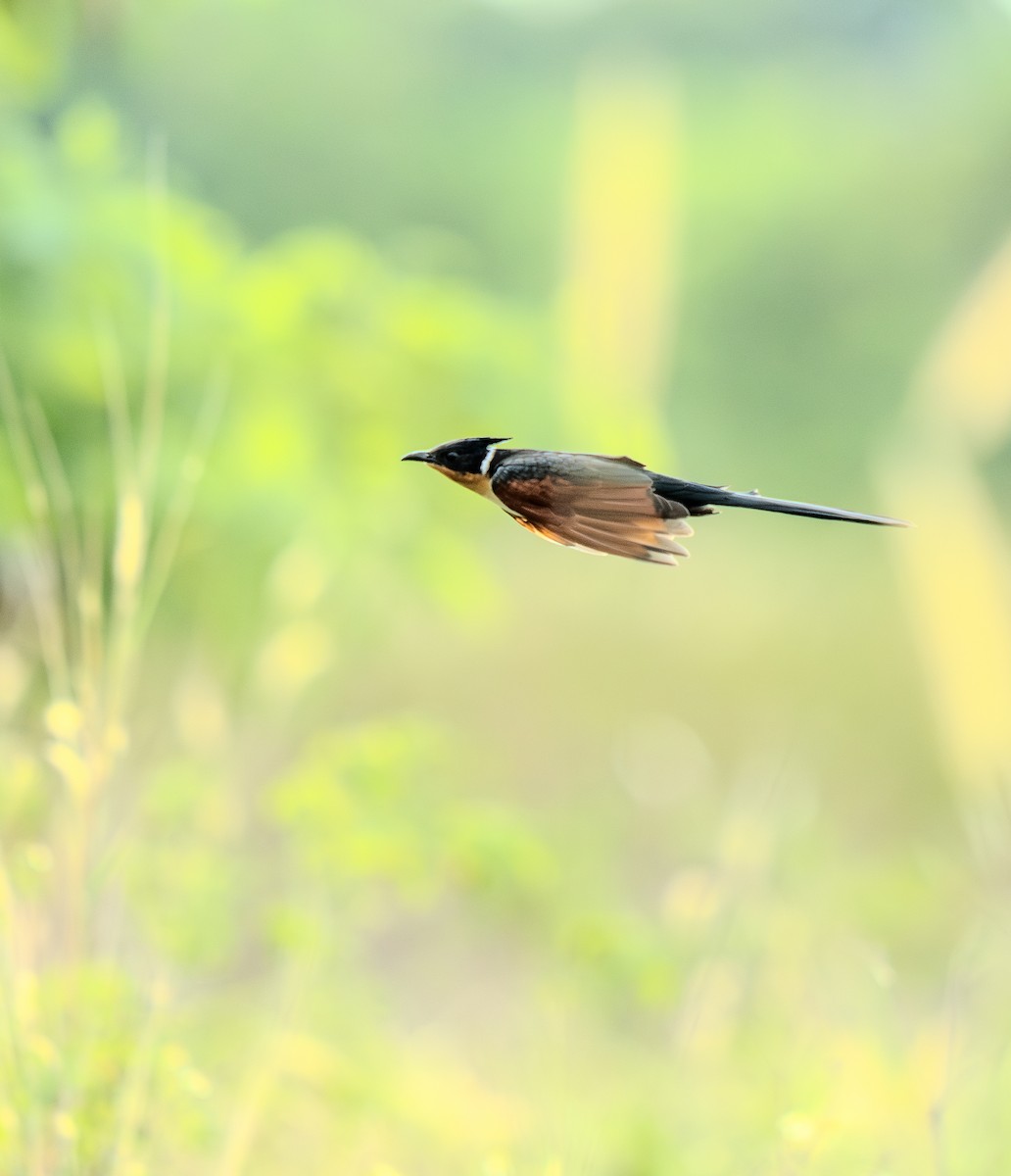 Chestnut-winged Cuckoo - ML645625787