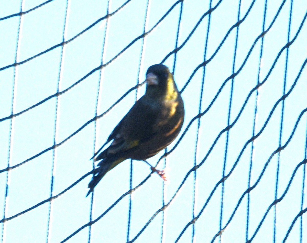 金翅雀 - ML645625790