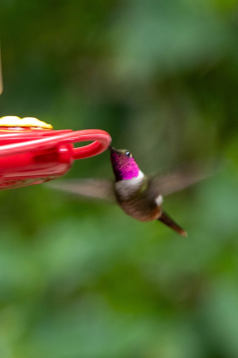 Magenta-throated Woodstar - ML645625796