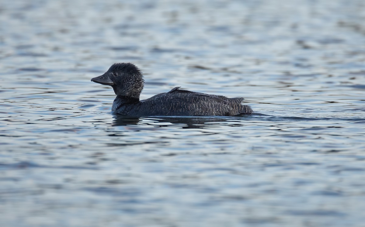 Musk Duck - ML645625799