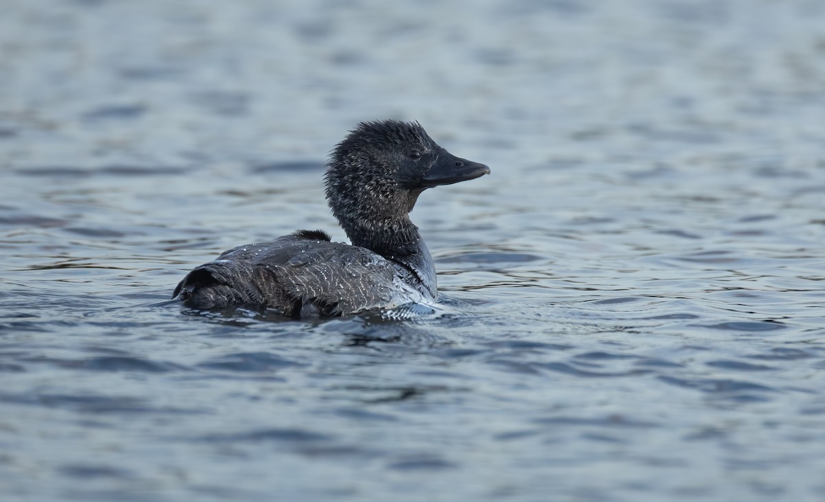 Musk Duck - ML645625800