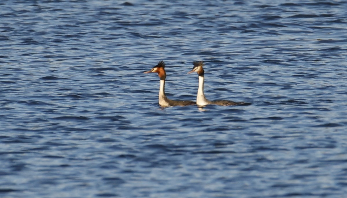 Great Crested Grebe - ML645625804
