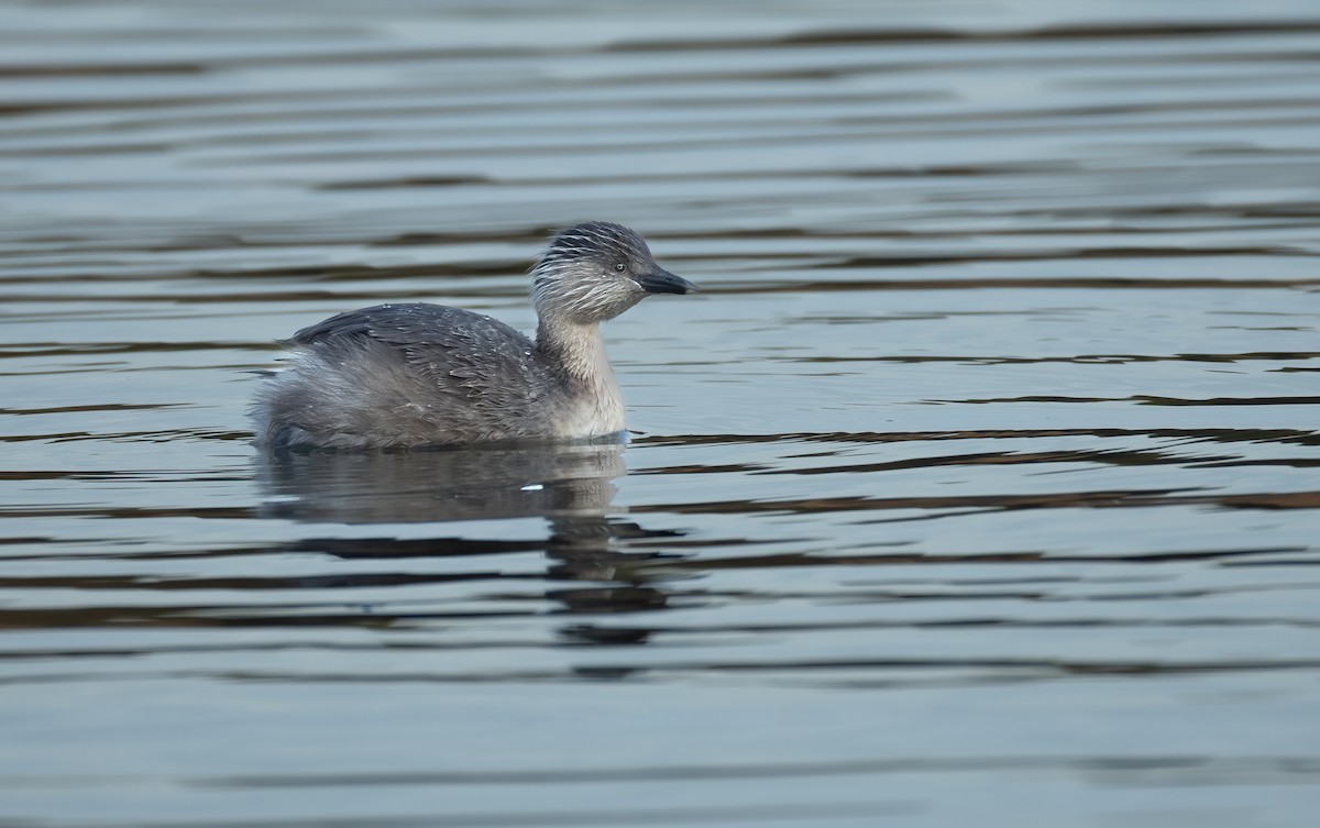 Hoary-headed Grebe - ML645625815