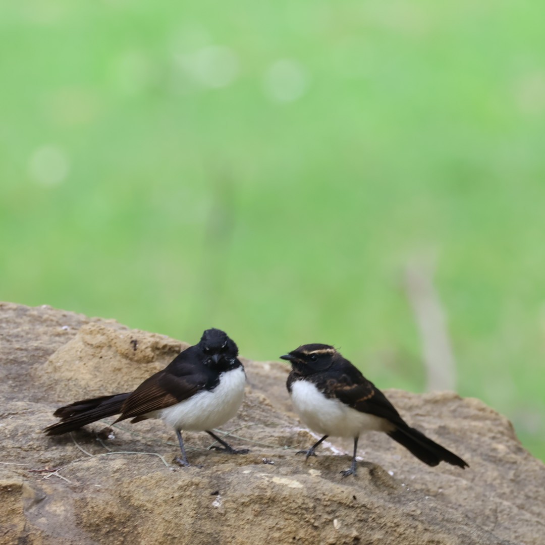 Willie-wagtail - ML645625816