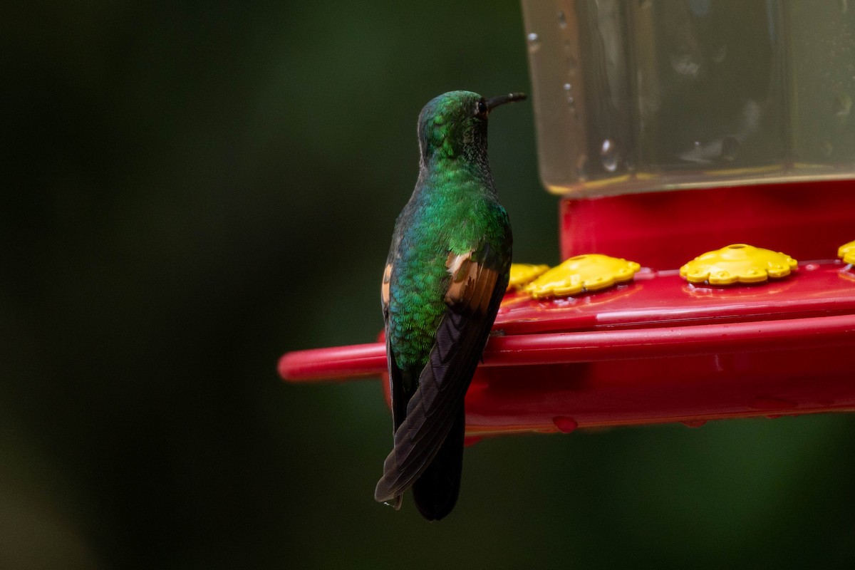 Stripe-tailed Hummingbird - ML645625824