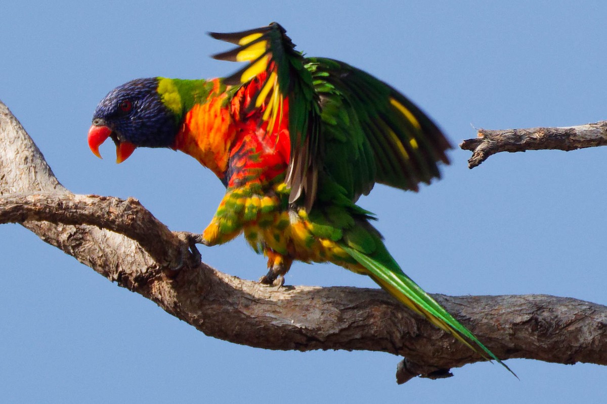 Loriquet arc-en-ciel - ML645625830