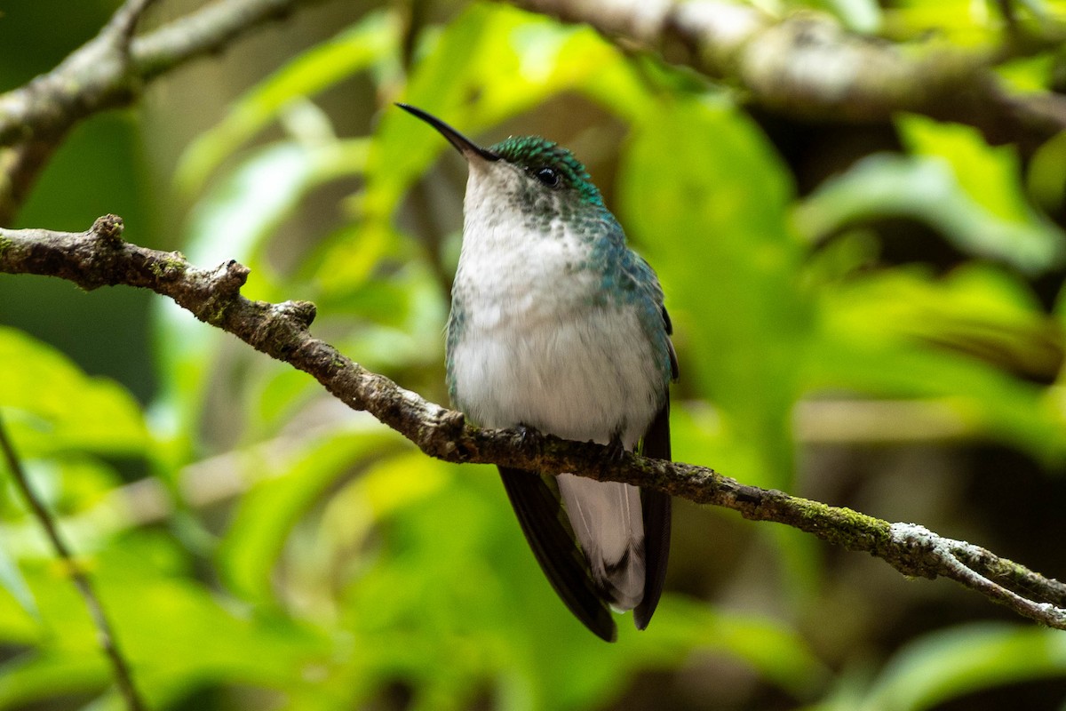 Coppery-headed Emerald - ML645625831