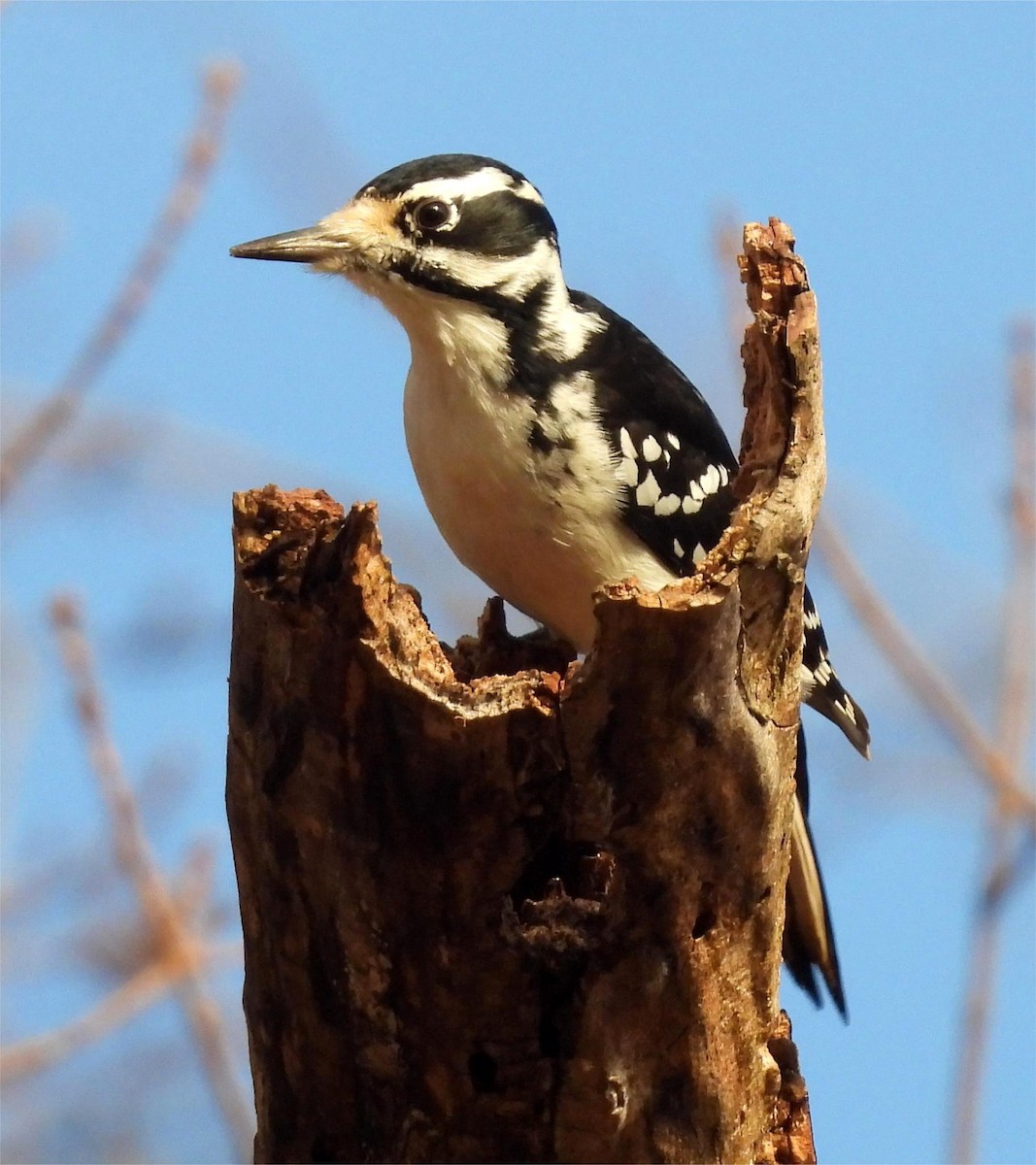 Hairy Woodpecker - ML645625856
