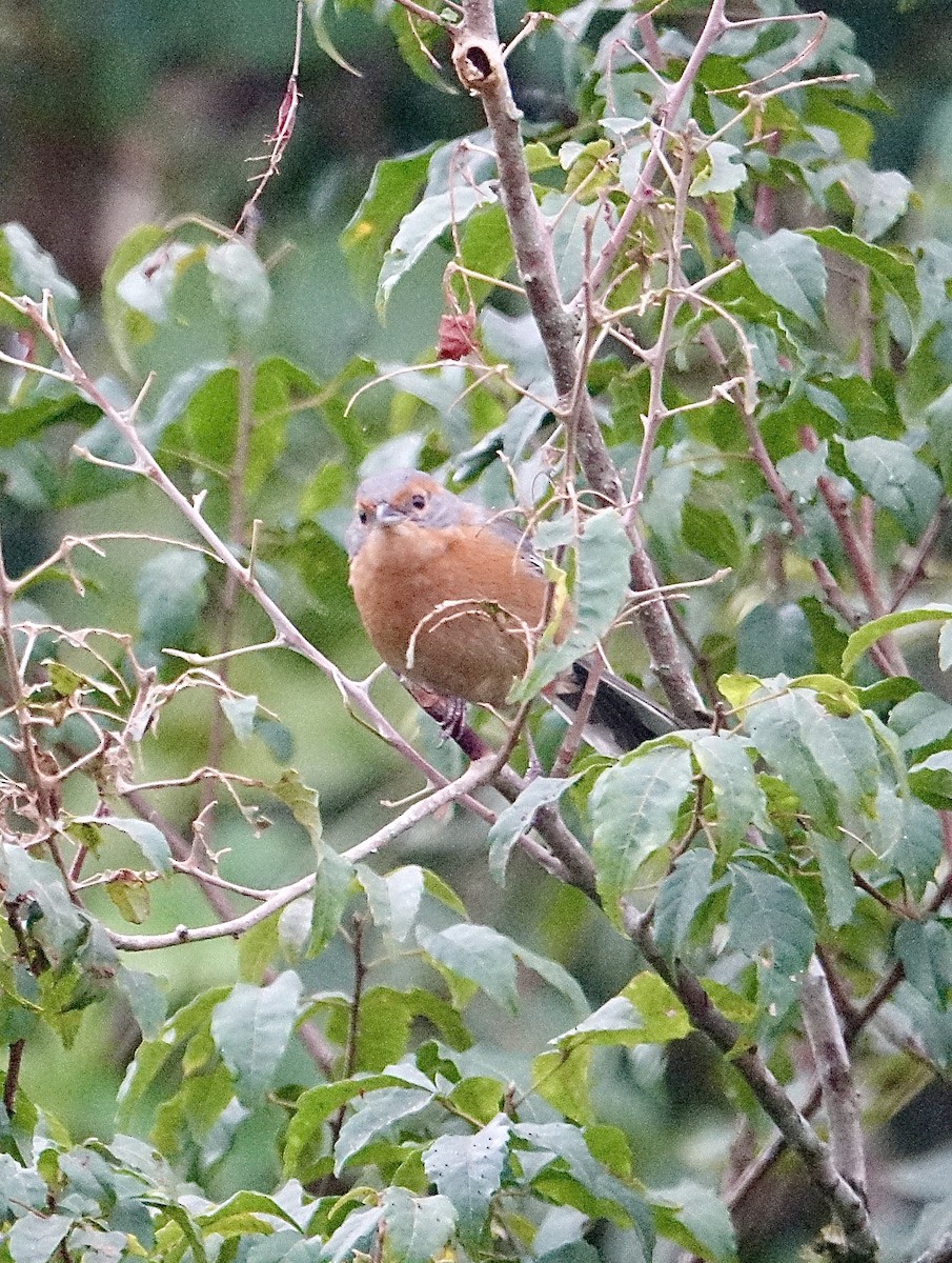 Rusty-browed Warbling Finch - ML645625857