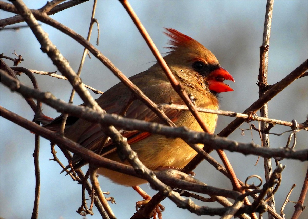 Northern Cardinal - ML645625862