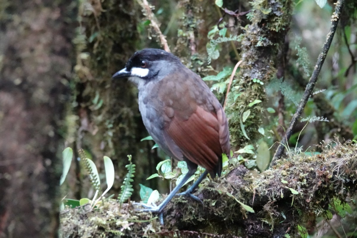 Jocotoco Antpitta - ML645625864