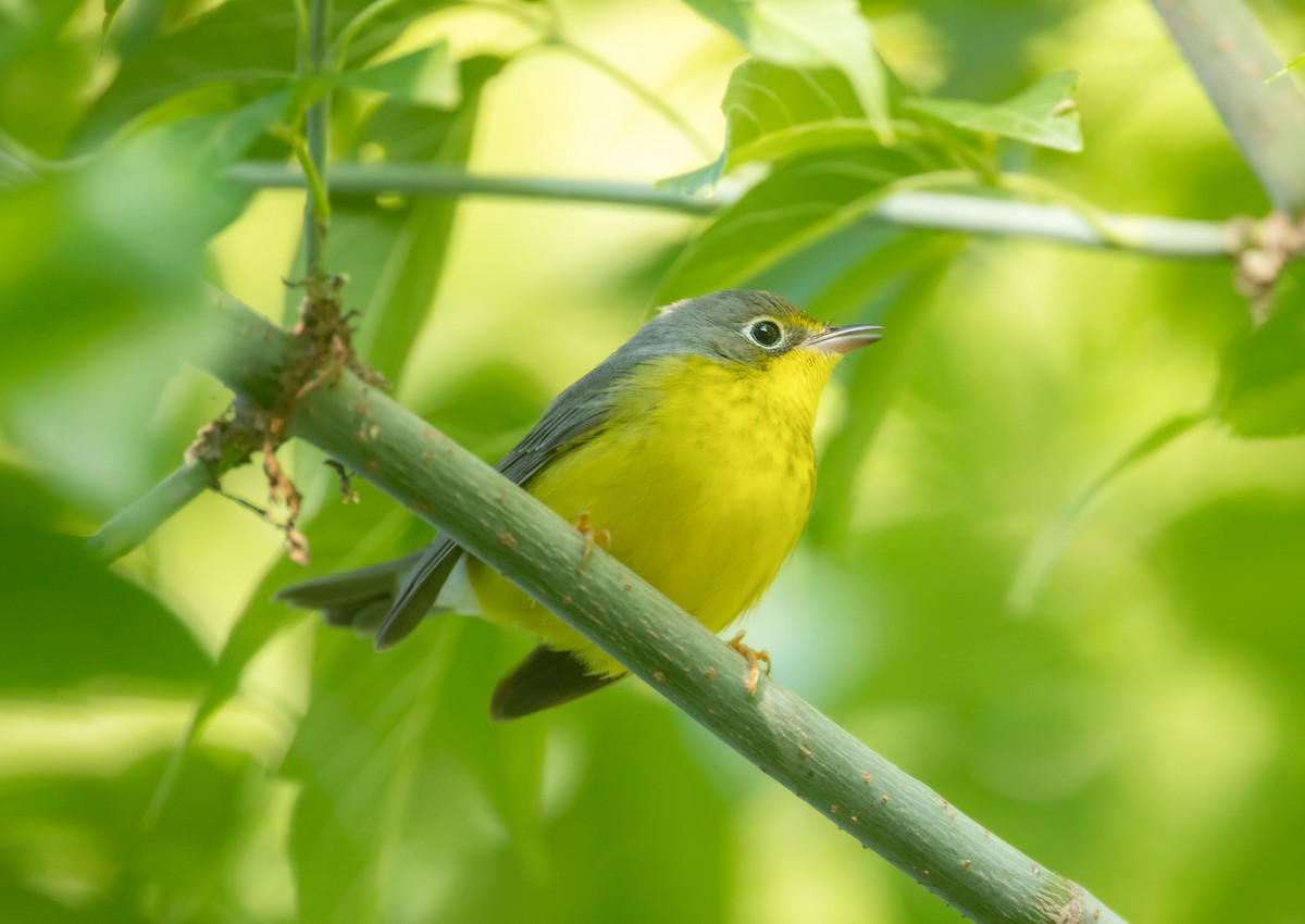 Reinita Canadiense - ML645625872