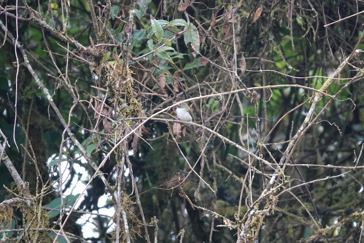 Black-throated Tody-Tyrant - ML645625886