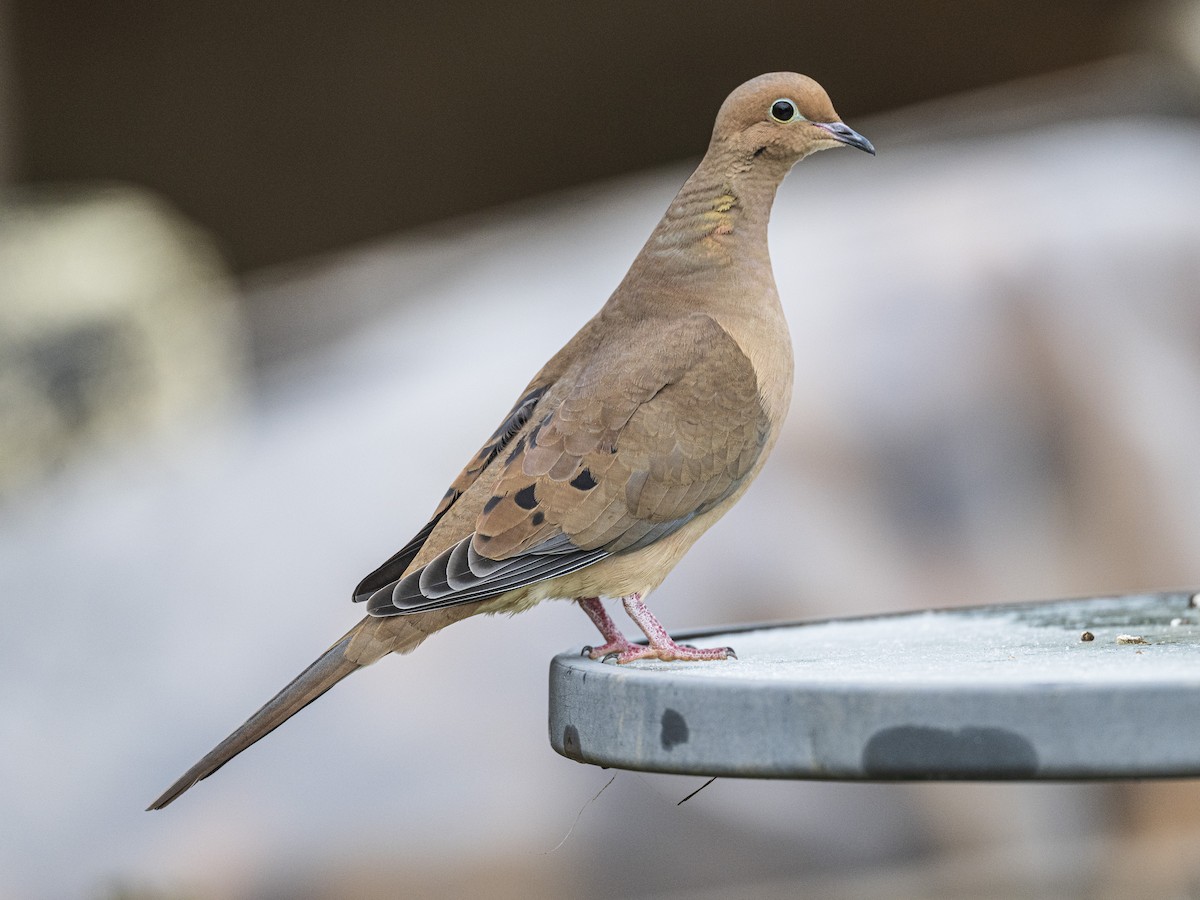 ナゲキバト - ML645625887