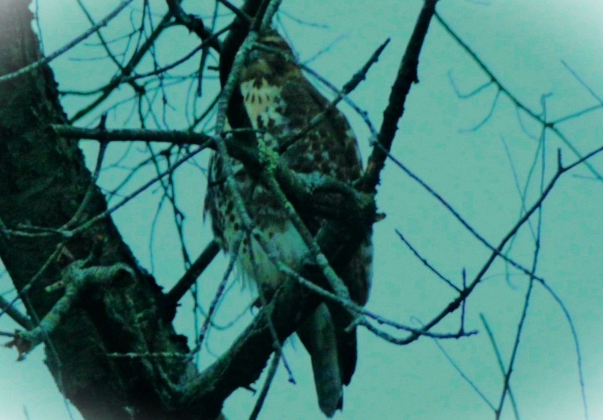 Red-tailed Hawk - ML645625906