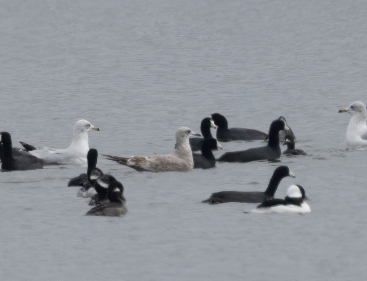 Short-billed Gull - ML645625909