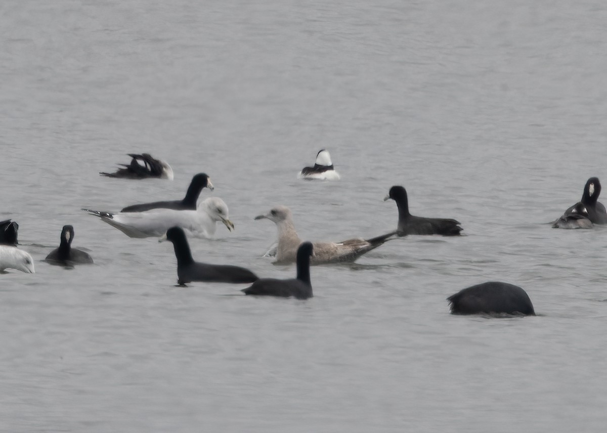 Short-billed Gull - ML645625910