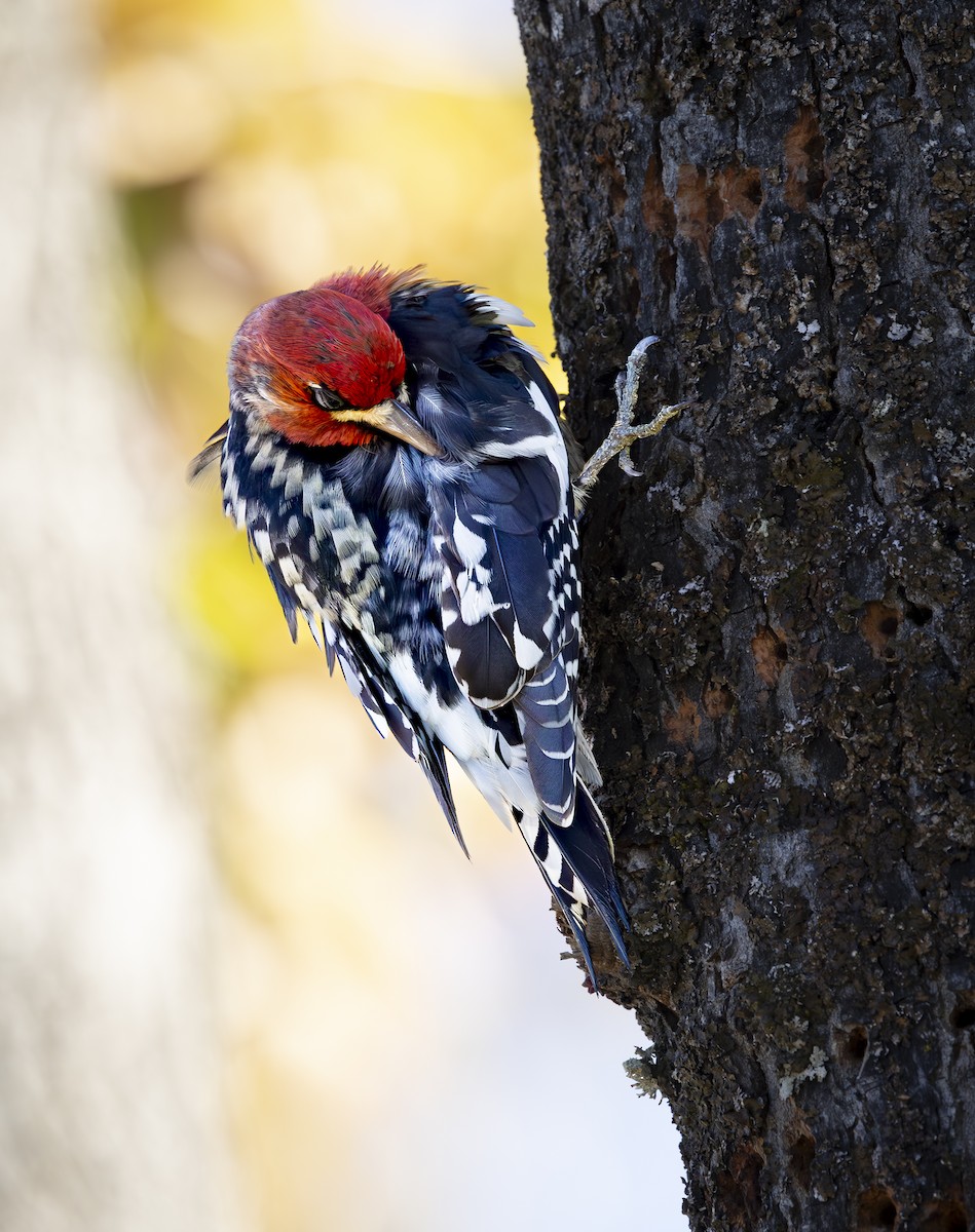 Red-breasted Sapsucker - ML645625913