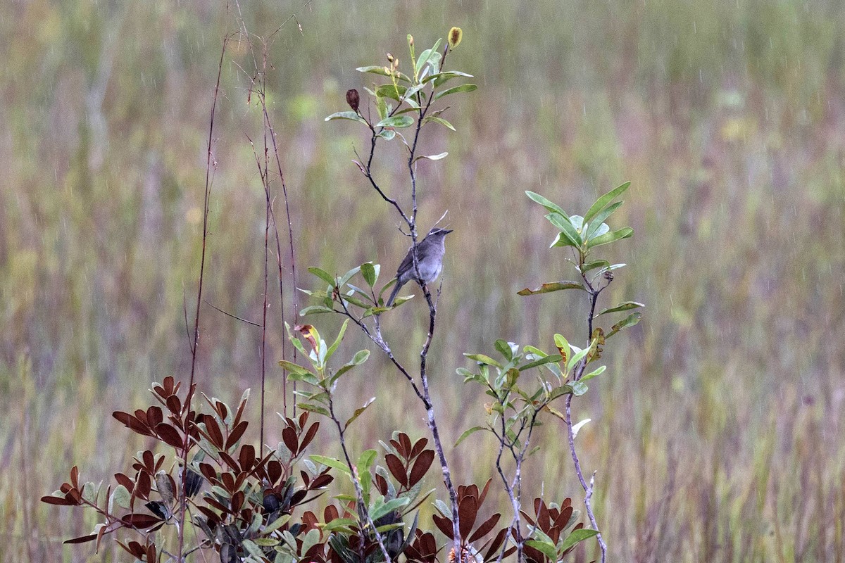 Kampina Ardıcı - ML645625925