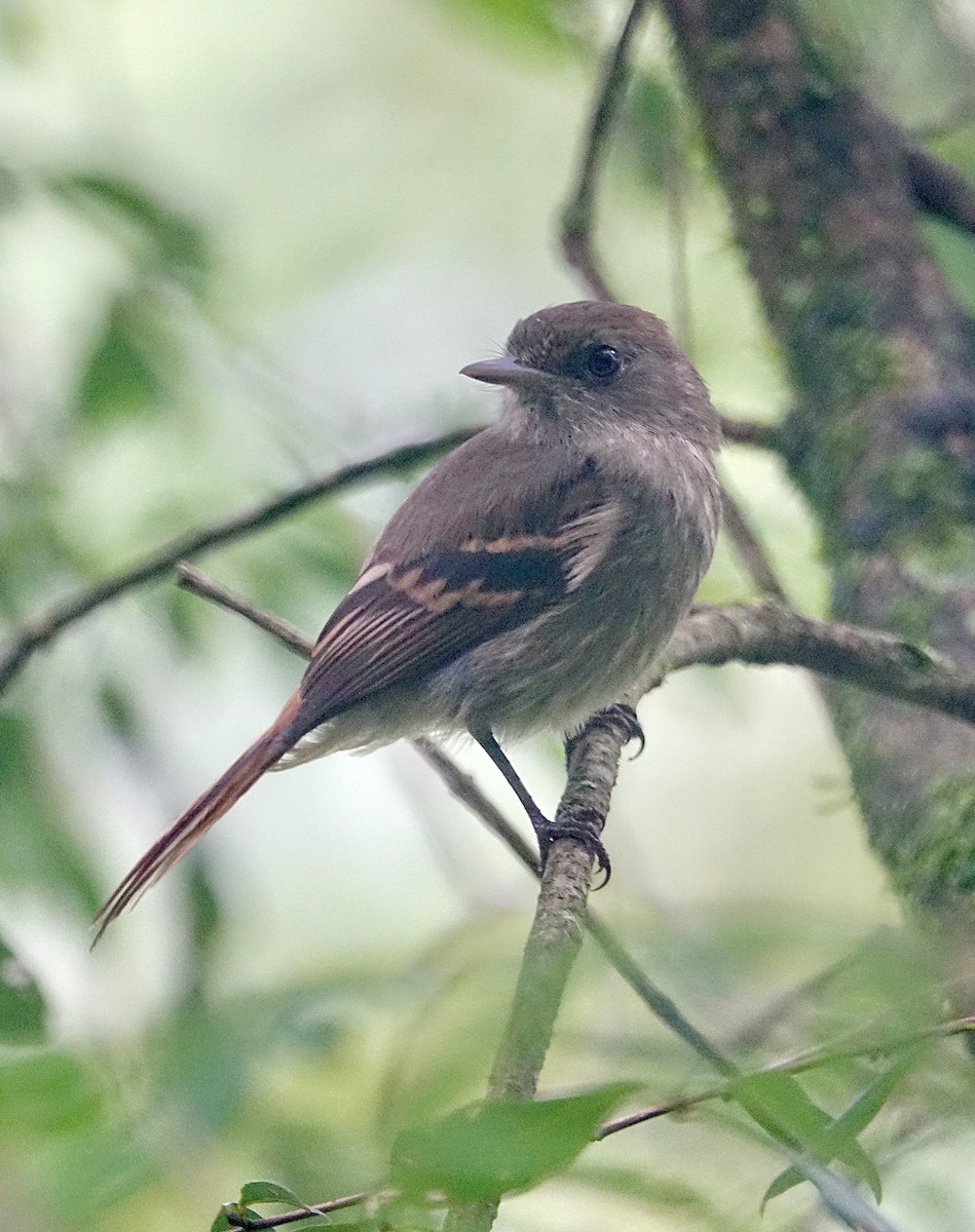 Bran-colored Flycatcher - ML645625927