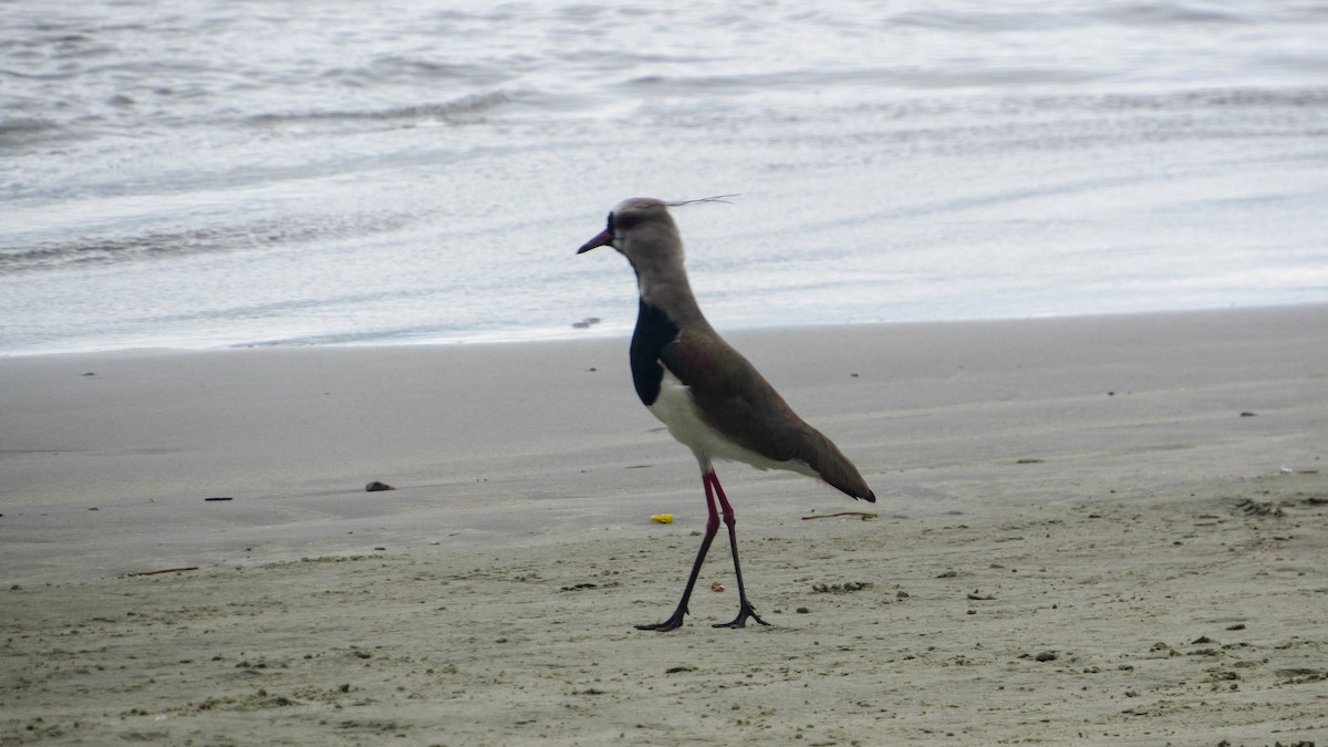 Southern Lapwing - ML645625928