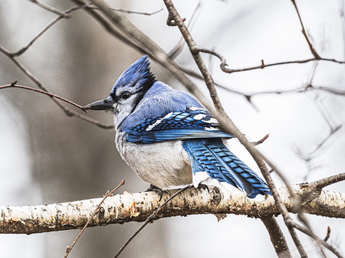 Blue Jay - ML645625929