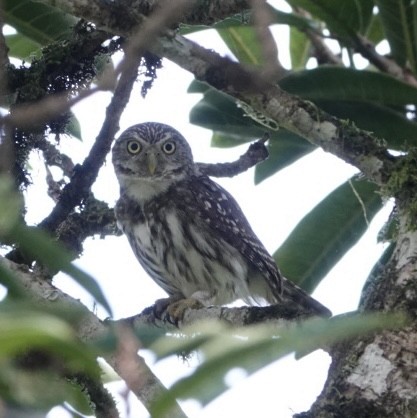 kulíšek peruánský - ML645625946