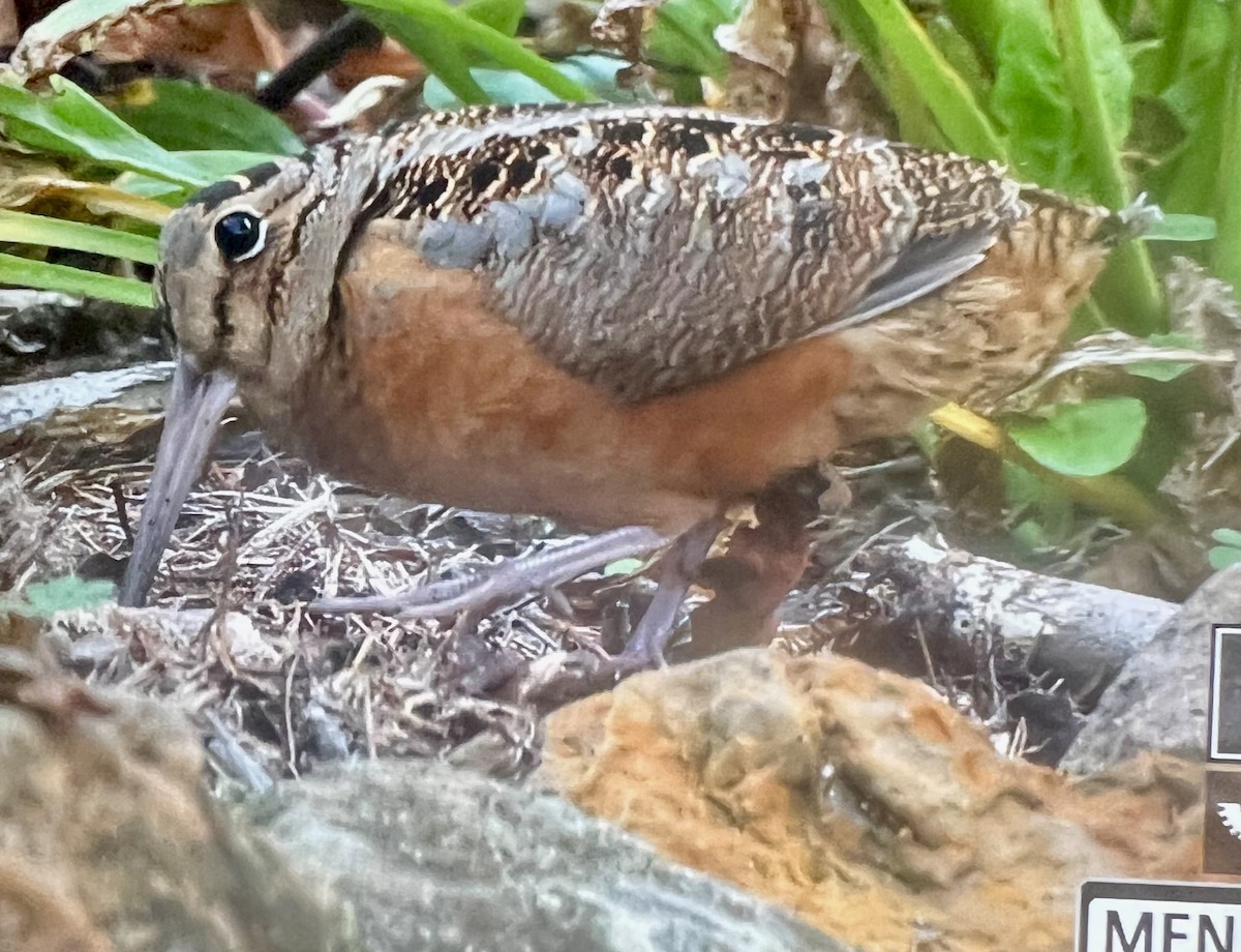 American Woodcock - ML645625947