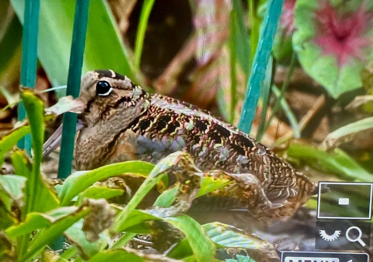 American Woodcock - ML645625948