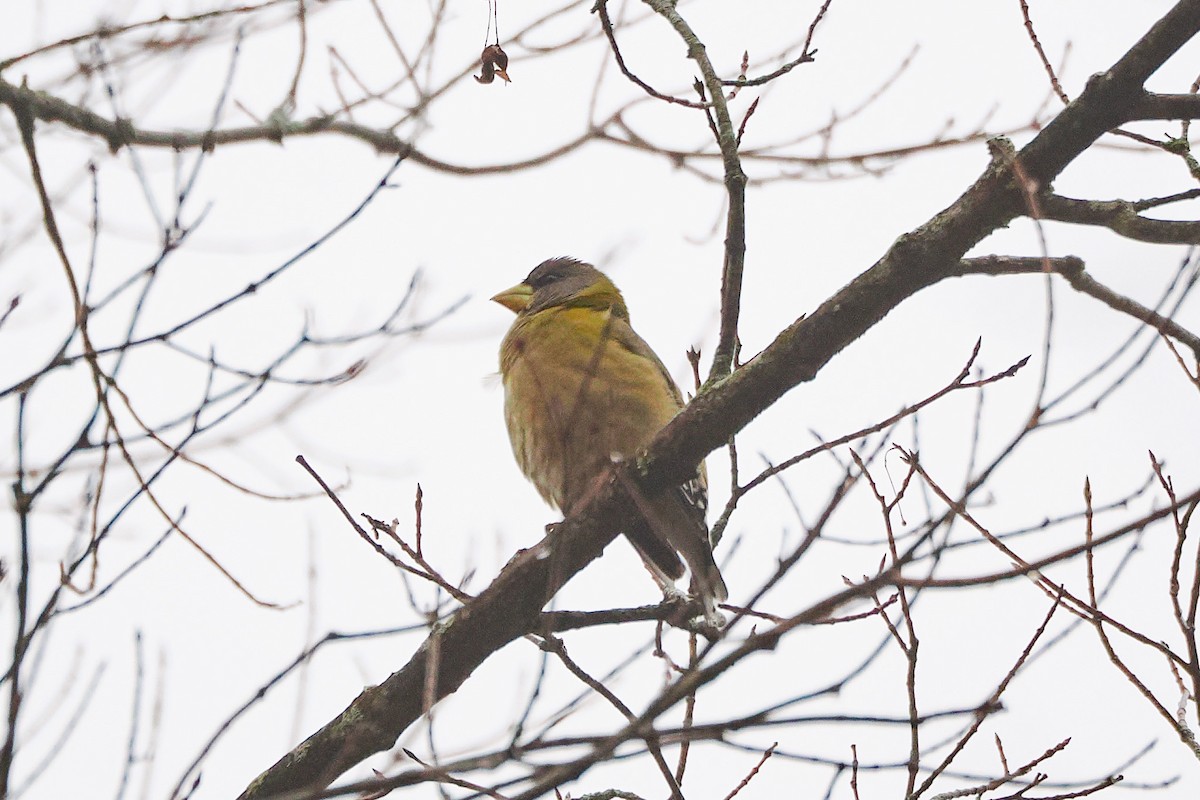 Evening Grosbeak - ML645625949