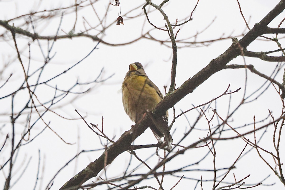 Evening Grosbeak - ML645625952