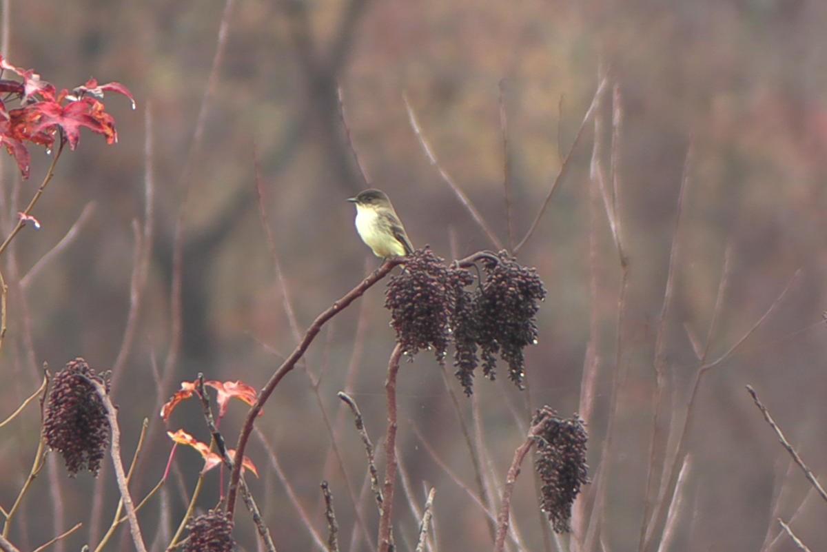 Weißbauch-Phoebetyrann - ML645625953