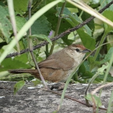 Rufous-fronted Thornbird - ML645625956